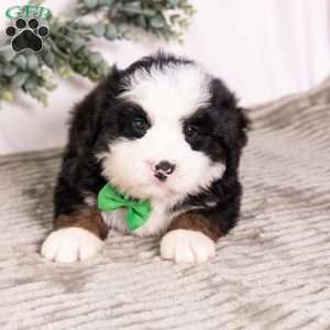 Baxter, Bernedoodle Puppy